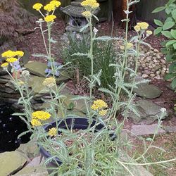 Yarrow (Achillea millefolium) - 5 Year Old Plant 