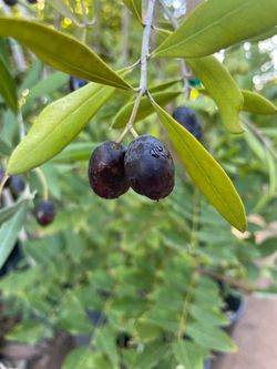 5 Gallon Size- Mango Trees- Almond Trees- Jujube Trees- Passionfruit Vines- Persimmon Trees- Strawberry Guava Trees- Lemon Guava Trees- Tiger Fig Tree