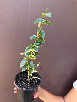 4” hoya cumingiana variegated