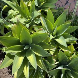 Agave & Cactus:  Trade For Sago Palm, Succulents, Cactus, Or Rooted Plumeria Plant