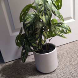 Monstera , Swiss Cheese Hybrid,  Fake Plant