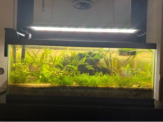 Fish tank plants