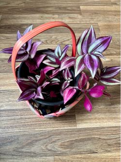 Healthy Tradescantia Zebrina (Wandering Dude)