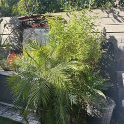 Plants Trees Succulents Bamboo Ficus Palm Trees Palms For Sale 