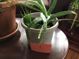 Aloe Vera Plants 100% (Read Description)