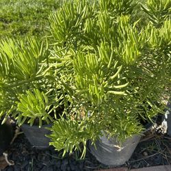 Nice Succulent Plant 