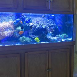 Ultimate Reef Aquarium With Premium Equipment 