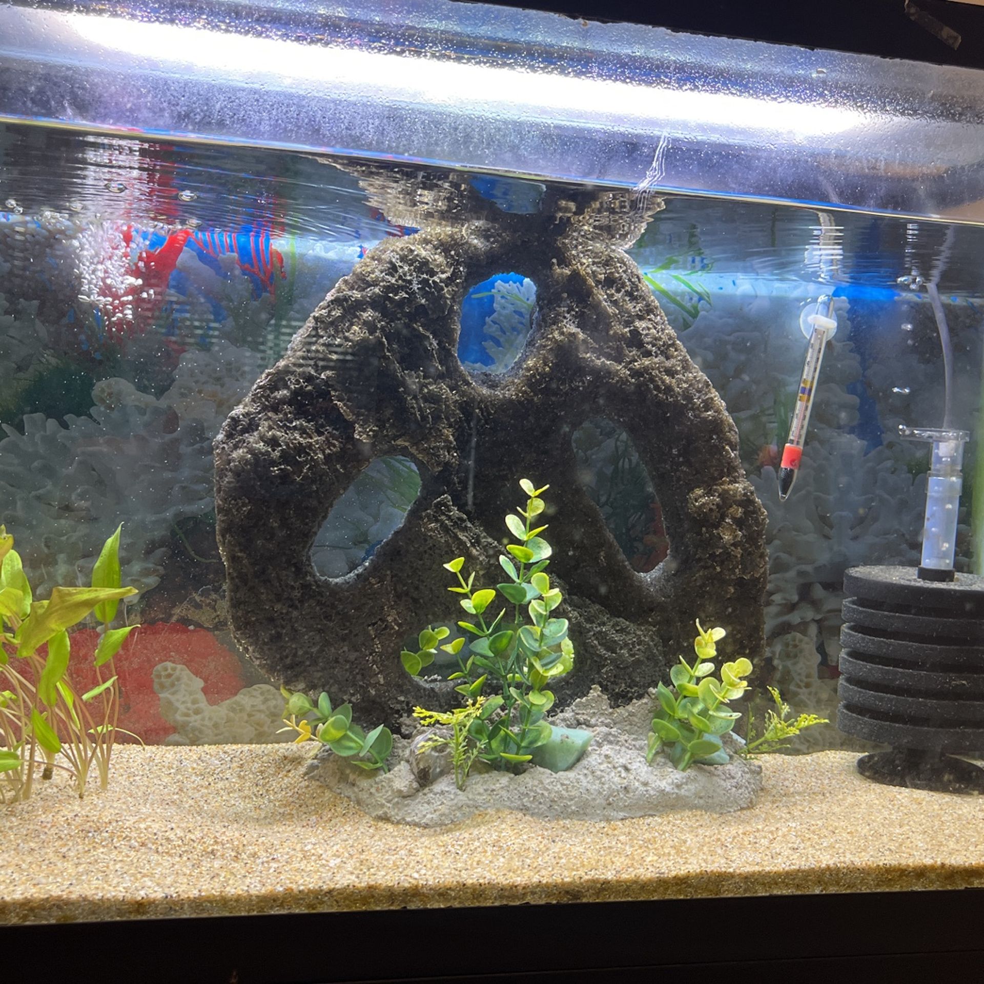 29 Gallon Fish Tank Components