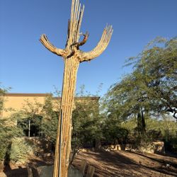 Stunning 14’ Saguaro Rib Skelton W/3 Arms! 