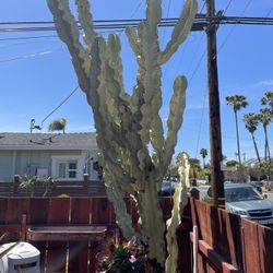 Cacti various sizes Cactus Succulents 