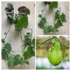 $5 Each Organic Chayote Choko Vegetable Live Plant Veggie  Cash only