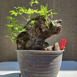 Old Sweetgum Bonsai Tree