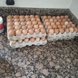 Eggs For Sale 