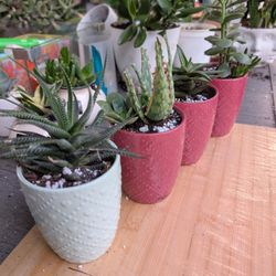 4" Ceramic Planters With Succulents