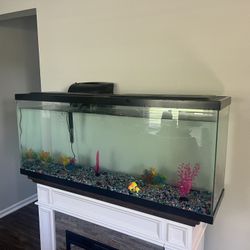75 gallon fish tank