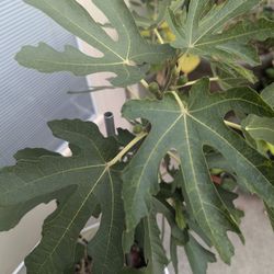 Tree Organic Fig . Price negotiable