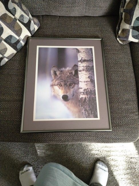 Wolf Picture 