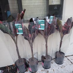 Musa Nono Pink Variegated Banana