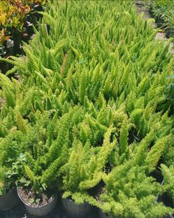 Foxtail Fern plants on $6