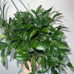 Hoya Lacunosa Plants