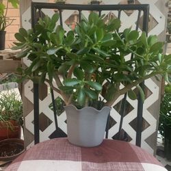 Jade Plant