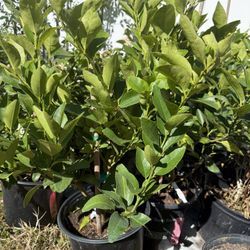 Persian Lime Tree With Flowers (2-3 Ft Tall)