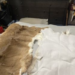 White tail deer pelts (2)