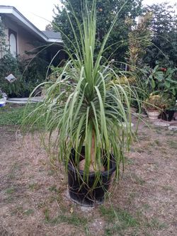 Palm Ponytail Tall Premium 