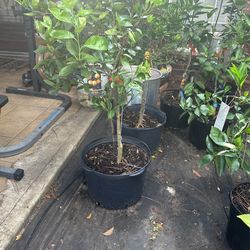 Fruit Trees