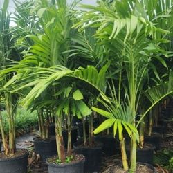Beautiful Christmas Palms!!! 6 Feet Tall!! Fertilized 