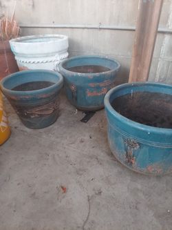 Plant Pot / Plants