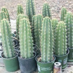 Cactus Potted in 1 gallon and 4" Containers 
