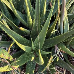 Aloe Vera Plant 