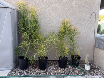 Potted  Firestick Plant and Purple Prickly Pear Cacti