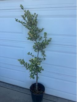 Rare variegated triangle fig over 5ft