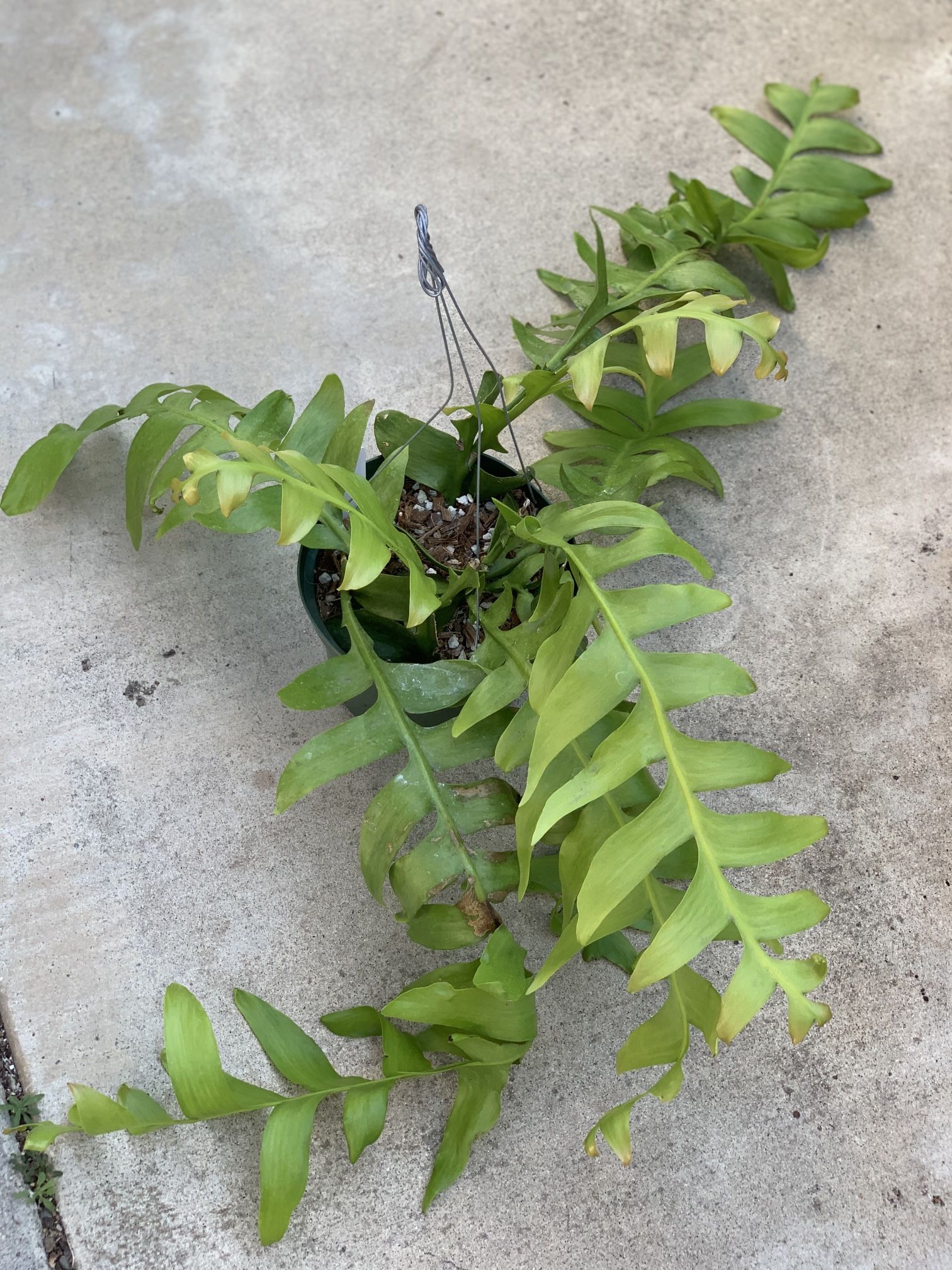Selenicereus chrysocardium 'Fern Leaf Cactus' - gaesca.com