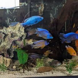 Nice Fish Tank Toys Decor