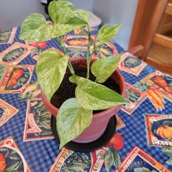 Marble Queen Pothos, Including Pot