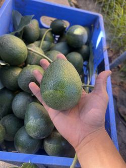 Avacados