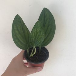 Beautiful Monstera Peru Plant