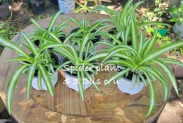 Plants organics