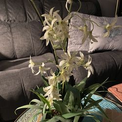 Artificial white orchid flowers 🌺 with dark brown ceramic pot 🪴