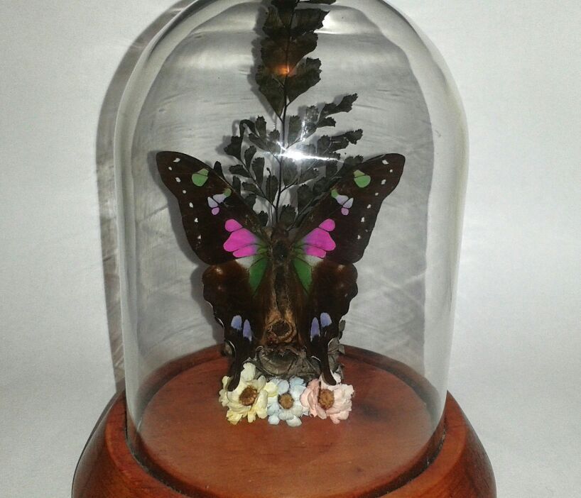 GRAPHIUM WEISKII Purple Yellowtail Butterfly in Glass Dome