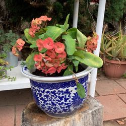 Crown of Thorns - Euphorbia milii 🌺 In Gorgeous Asian Blue White Ceramic Pot 