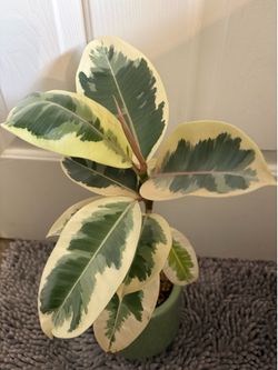 Rubber tree live plant with pot