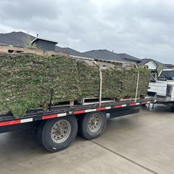 Grass Sod 