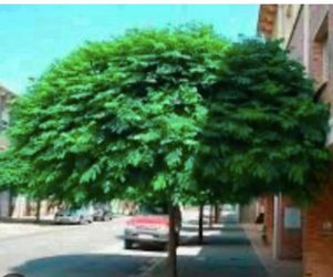 Paradise Or Paraíso Trees 5F And 3 1/2 The Tall $50 And $35 Each Price Firm