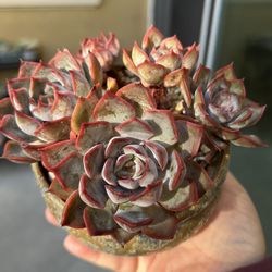 Succulents