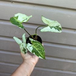 4” syngonium 3 kings