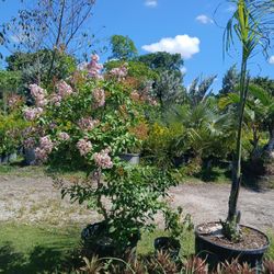 Crape Myrtle Plant Huge Sale $110